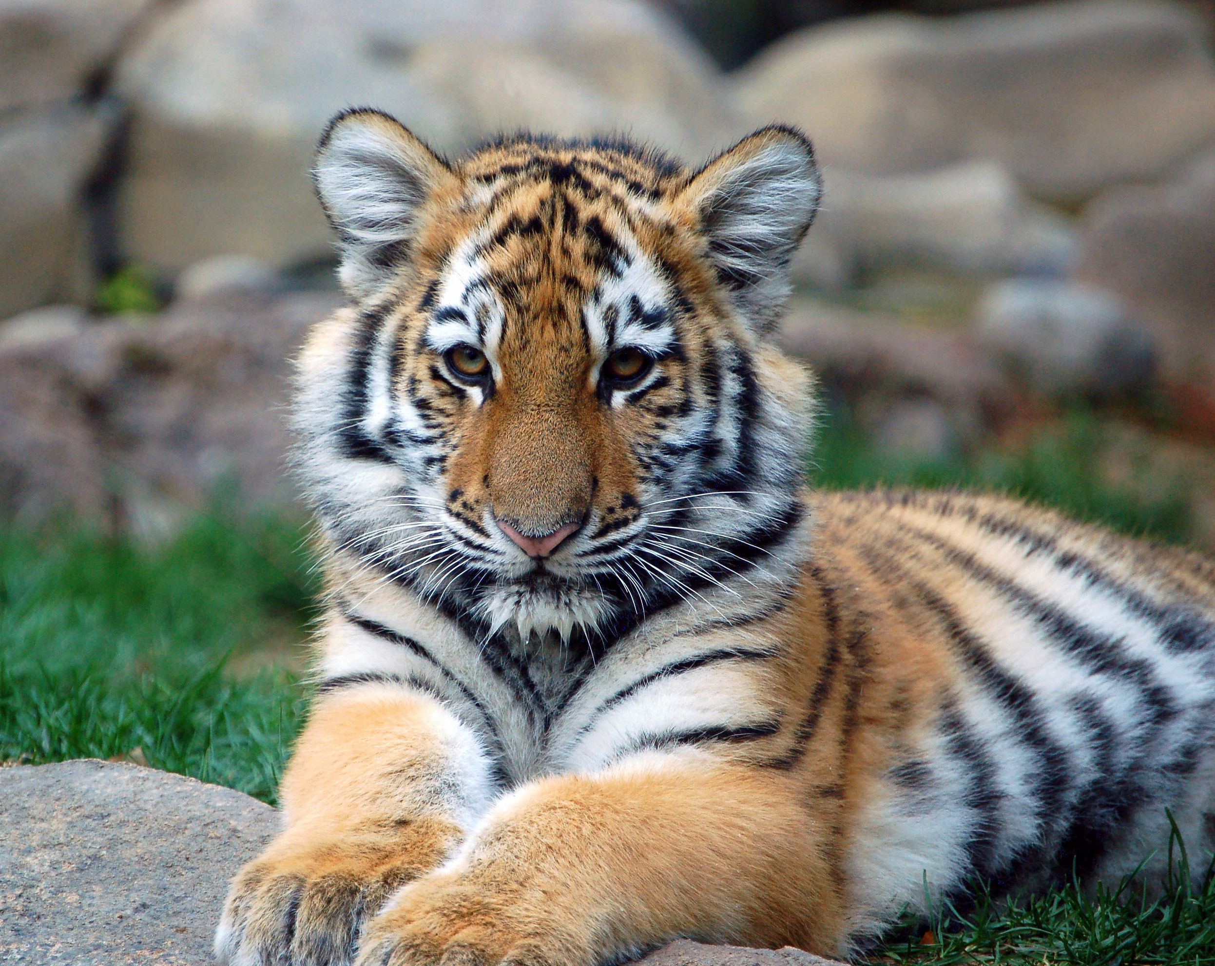 Tigers-animals-20238015-2493-1983