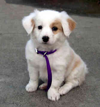 Dog-2