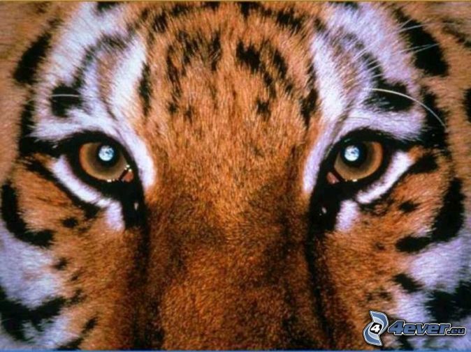 [obrazky.4ever.sk] tiger, oci, zvierata 132367