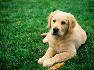 sitting-dog.jpeg